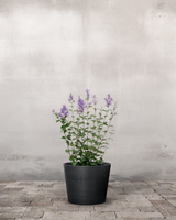 type=Greenify Udendørskrukke/color=Sort