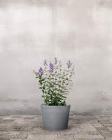 type=Greenify Udendørskrukke/color=Grå