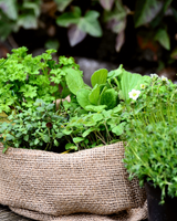 Pottemuld, Spagnumfri og økologisk - 8L