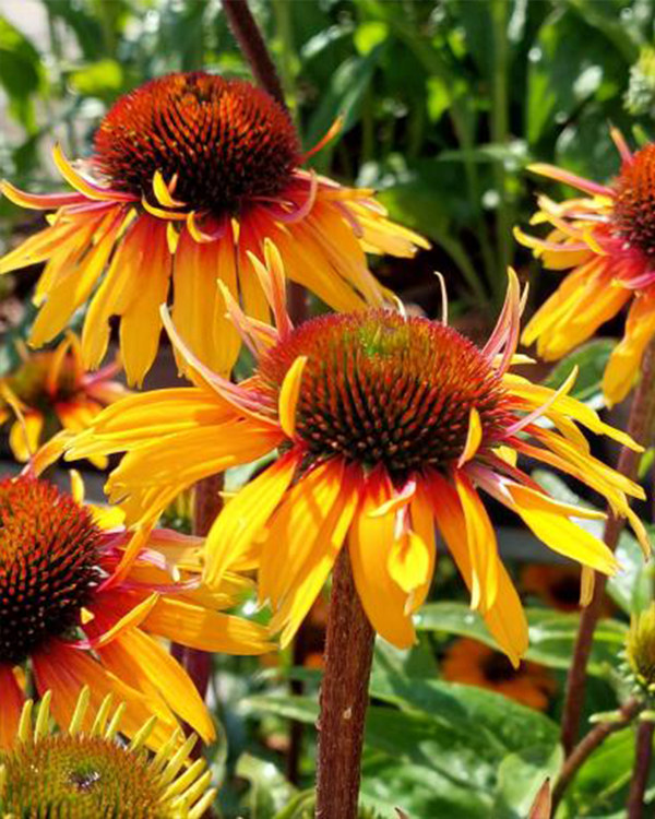 Solhat, Echinacea Hybrid 'Funky Yellow' - 1L Potte