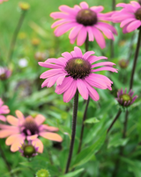 Solhat, Echinacea Purpurea 'Prairie Splendor' - 12 cm potte