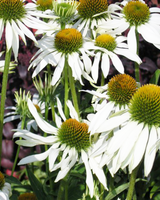 Solhat hvid, Echinacea Purpurea 'White Swan' - 12 cm potte