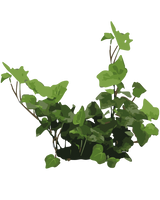 Efeu - 10-20 cm