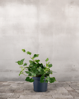 type=Ingen krukke/color=Ingen farve