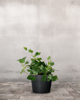 type=Greenify Udendørskrukke/color=Sort