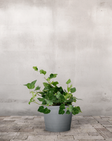 type=Greenify Udendørskrukke/color=Grå