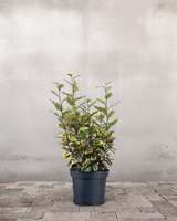 type=Ingen krukke/color=Ingen farve