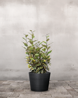 type=Greenify Udendørskrukke/color=Sort