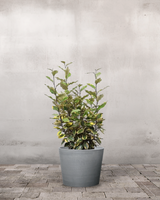 type=Greenify Udendørskrukke/color=Grå