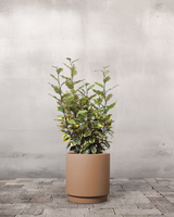 type=Simple krukke/color=Pale Terracotta