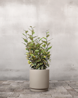 type=Simple krukke/color=Light Sand