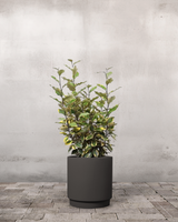 type=Simple krukke/color=Warm Black