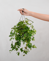 type=Simple krukke/color=Light Sand