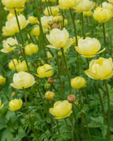 Engblomme, Trollius 'Cheddar' - 19 cm potte