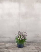 type=Ingen krukke/color=Ingen farve