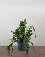 type=Ingen krukke/color=Ingen farve