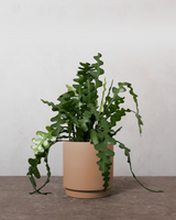 type=Simple krukke/color=Pale Terracotta