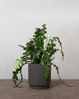 type=Simple krukke/color=Warm Black