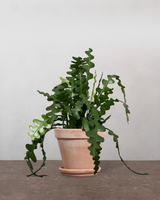 type=Terracotta krukke/color=Terracotta