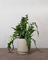 type=Simple krukke/color=Light Sand