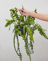 Fiskebenskaktus, Epiphyllum Anguliger - 35-45 cm