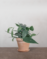 type=Terracotta krukke/color=Terracotta