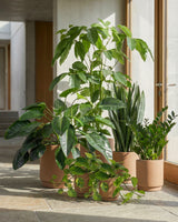 type=Simple Pot Lite/color=Pale Terracotta