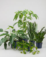 Essentials Plantepakke