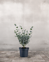 type=Ingen krukke/color=Ingen farve