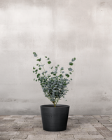 type=Greenify Udendørskrukke/color=Sort