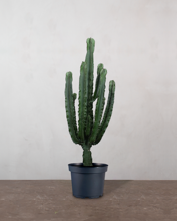 Euphorbia Eritrea - 40-60 cm