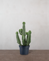 type=Ingen krukke/color=Ingen farve