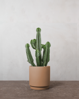 type=Simple krukke/color=Pale Terracotta