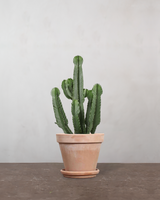 type=Terracotta krukke/color=Terracotta