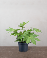 type=Ingen krukke/color=Ingen farve