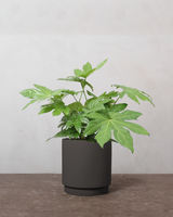 type=Simple krukke/color=Warm Black