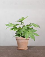 type=Terracotta krukke/color=Terracotta