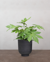 type=Vig krukke/color=Sort