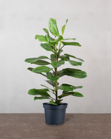 type=Ingen krukke/color=Ingen farve