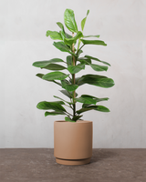 type=Simple krukke/color=Pale Terracotta