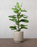 type=Simple krukke/color=Light Sand