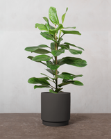 type=Simple krukke/color=Warm Black