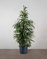 type=Ingen krukke/color=Ingen farve