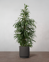 type=Simple krukke/color=Warm Black