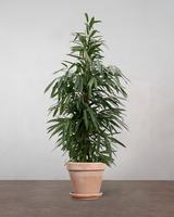 type=Terracotta krukke/color=Terracotta