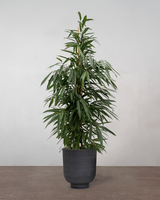 type=Vig krukke/color=Sort