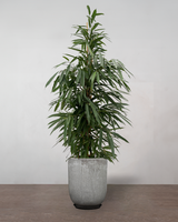 type=Glaseret krukke/color=Grå