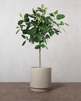 type=Simple Pot Clay/color=Light Sand