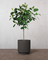 type=Simple Pot Clay/color=Warm Black
