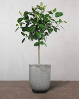 type=Glaseret krukke/color=Grå